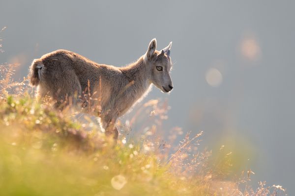 Foto in voller Größe